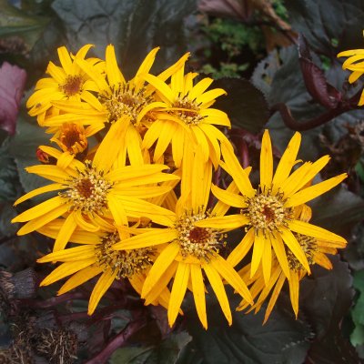 Ligularia dentata Britt-Marie Crawford ®, Klippstånds