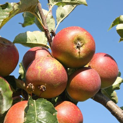 Vinteräpple, Elise, stam MM111 2 års co