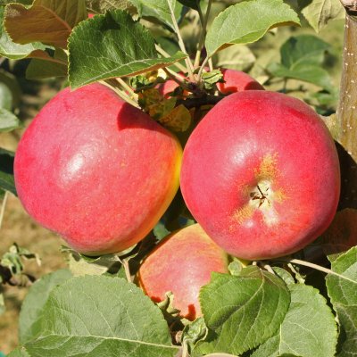 Höstäpple, Eva-Lotta, stam MM111 2 års co