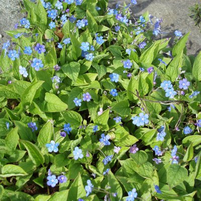 Omphalodes verna, Ormöga