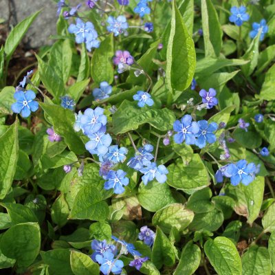 Omphalodes verna, Ormöga