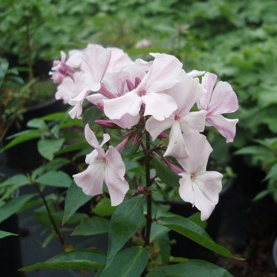 Phlox paniculata Rosa Pastell, Höstflox