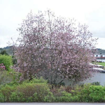 Prunus padus Colorata