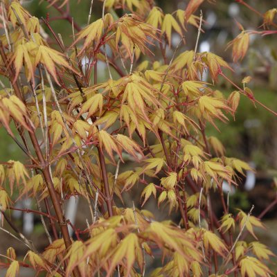 Acer palmatum Katsura, Japansk Lönn