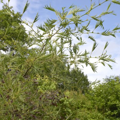Alnus glutinosa Imperialis