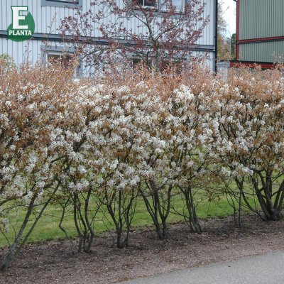 Amelanchier laevis fk Bäcklösa E, Kopparhäggmispel, busk C3,5