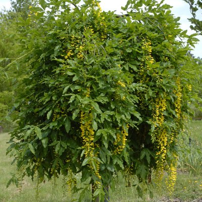 Laburnum alpinum Pendulum, Alpgullregn, 120 stam C7,5