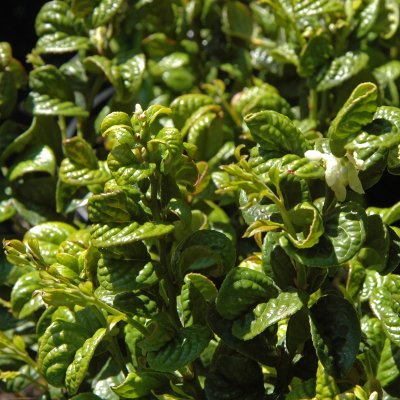 Leucothoe axillaris Curly Red ®