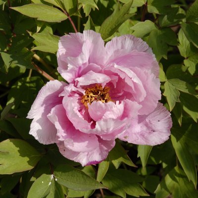 Paeonia suffruticosa Rou Fu Rong