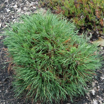 Pinus mugo Varella, Bergtall, 20-25 C5