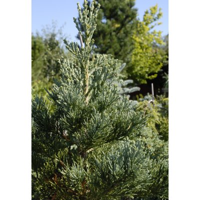 Sequoiadendron giganteum Glaucum