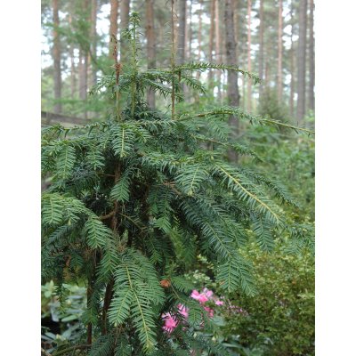 Taxus baccata Dovastoniana