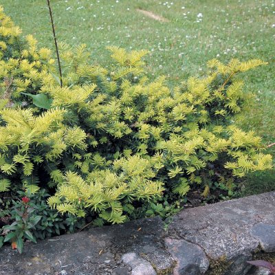 Taxus baccata Summergold, Krypidegran