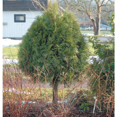 Thuja occidentalis Brabant, Stamtuja, 50 stam C4