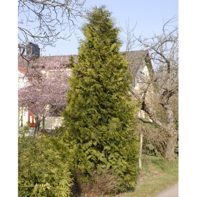 Thuja occidentalis Brabant, Tuja, 40-50 C2
