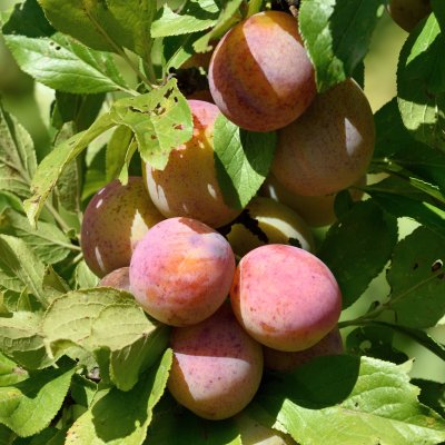 Plommon, Jefferson, stam P. cer 2-års