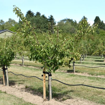 Päron, Gråpäron (Jut), stam P. com C10