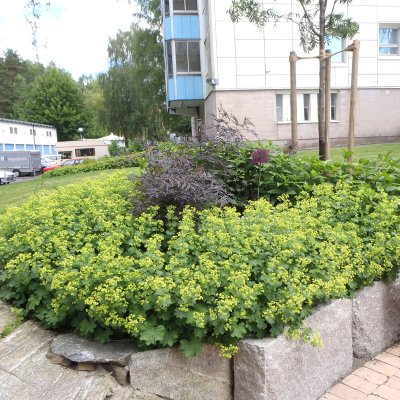 Alchemilla epipsila, Liten Praktdaggkåpa