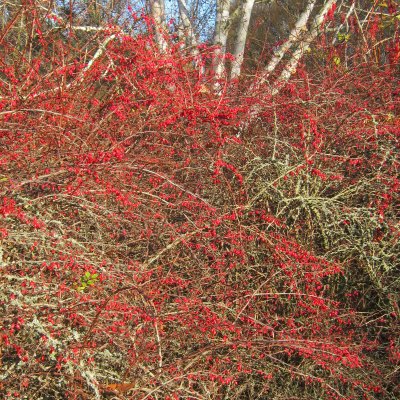 Berberis thunbergii, Häckberberis, busk C3,5