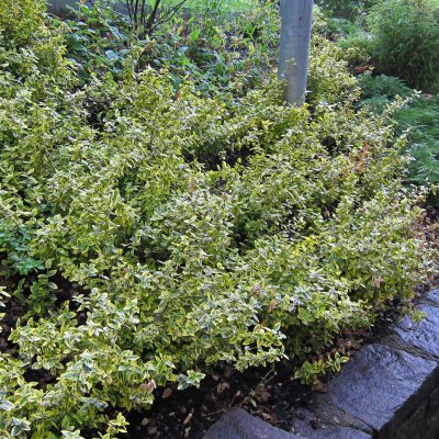 Euonymus fortunei Emerald´n Gold, Guldbenved