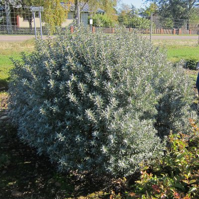 Hippophae rhamnoides Hikul, Havtorn