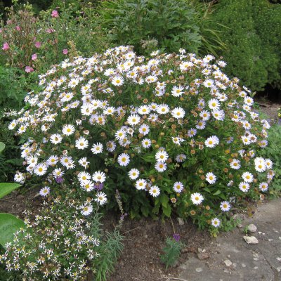 Aster (kalimeris) incisa Madiva, Fjäderaster, P9cm
