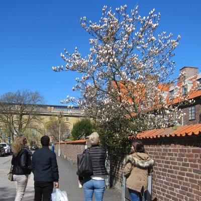 Magnolia × soulangeana