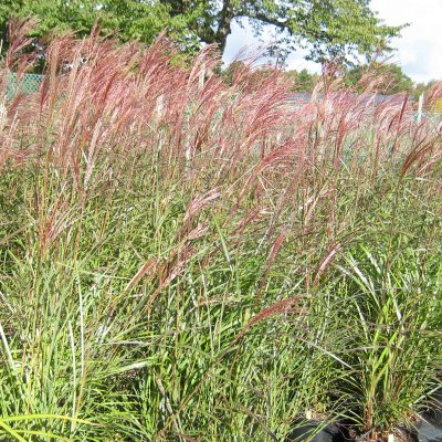 Miscanthus sinensis Dronning Ingrid, Glansmiskantus
