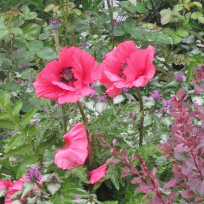Papaver orientale Burning Heart, Jättevallmo, C11,5cm