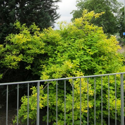 Philadelphus coronarius Aureus, Guldschersmin