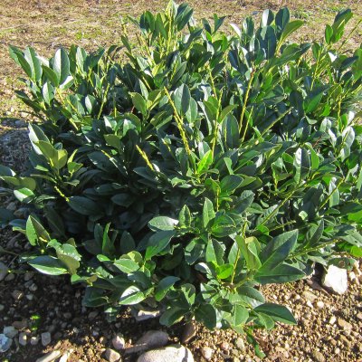 Prunus laurocerasus Piri, Lagerhägg