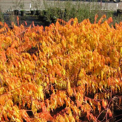 Rhus typhina Tiger Eyes ® (Bailtiger), Rönnsumak