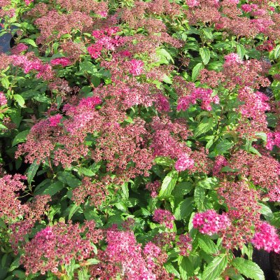 Spiraea japonica Dart´s Red