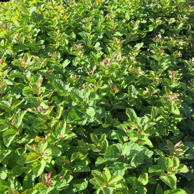 Spiraea densiflora