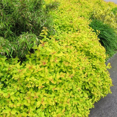 Spiraea japonica Golden Princess