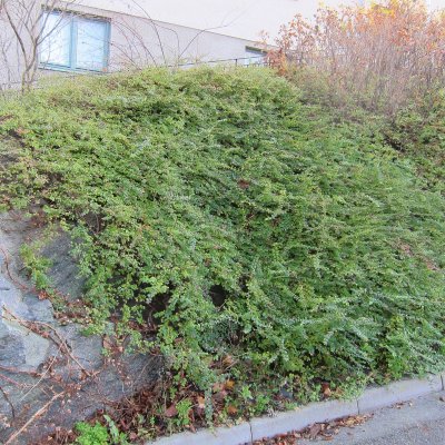 Symphoricarpos × chenaultii Hancock