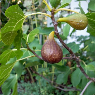 Ficus carica Brown Turkey, Fikon / Adriafikon