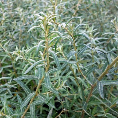 Hippophae rhamnoides Balsgård Hubert ®, Havtorn