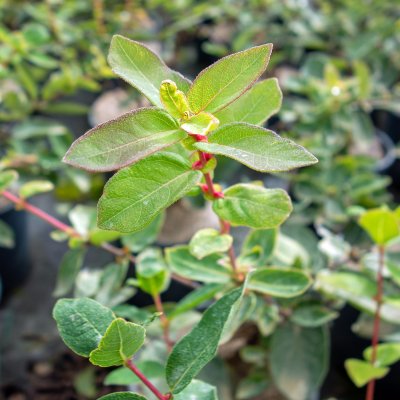 Lonicera caerulea var. kamtschatica Duet, Blåbärstry / Ryska Blåbär