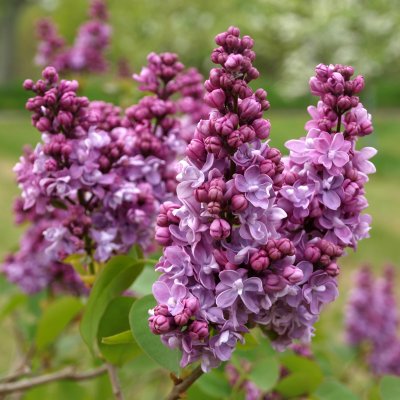 Syringa vulgaris Toddylunden (Mårbacka)