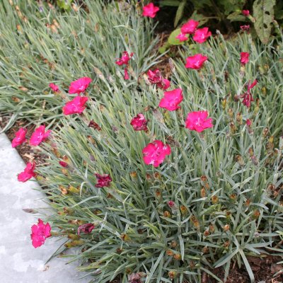 Dianthus gratianopolitanus Badenia, Bergnejlika, P9cm