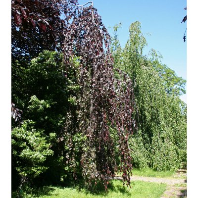Fagus sylvatica Black Swan