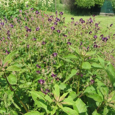 Geranium phaeum