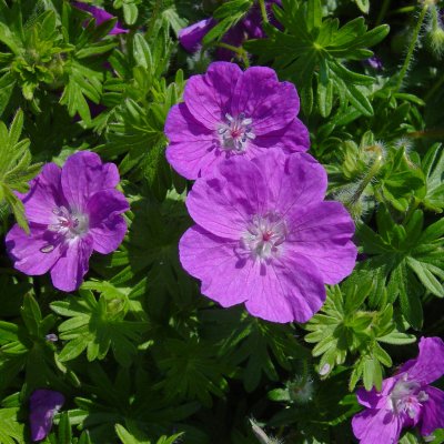 Geranium sanguineum Nanum