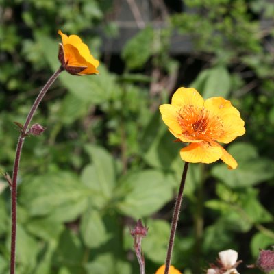 Geum hybr. Carlskaer