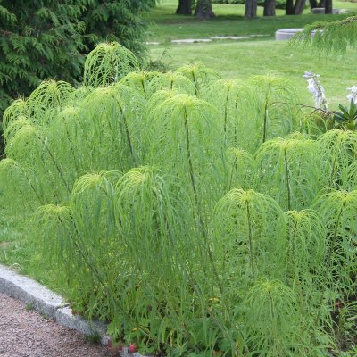 Helianthus salicifolius, Skobandssolros, SQ1
