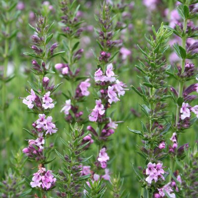 Hyssopus officinalis Roseus, Isop