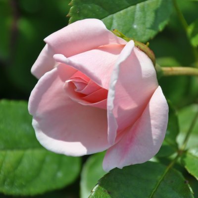 floribunda Astrid Lindgren ® (Pouluf), Floribundaros, C4