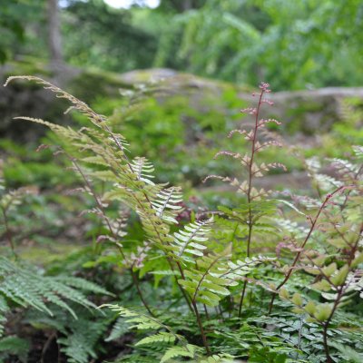 Athyrium otophorum var. okanum, Japansk Öronbräken