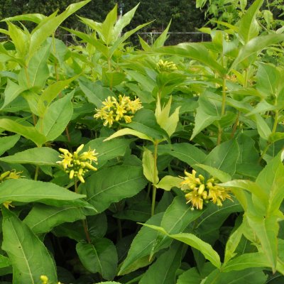 Diervilla lonicera Dilon